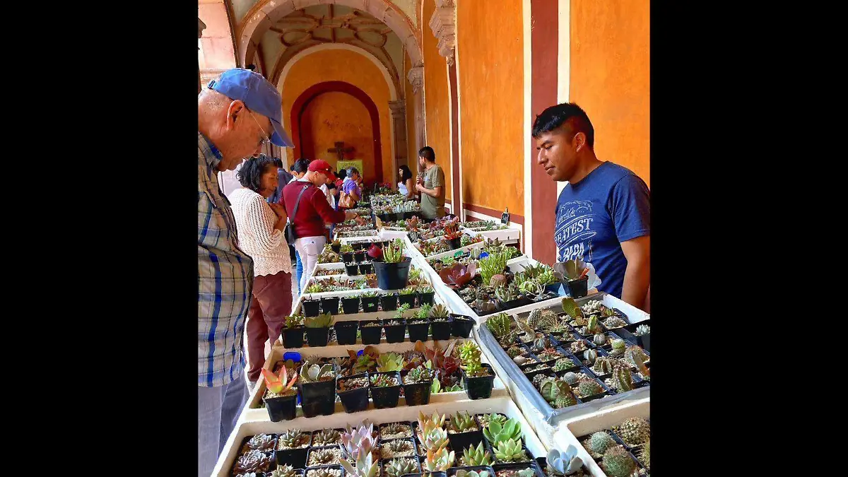 festival de cactaceas